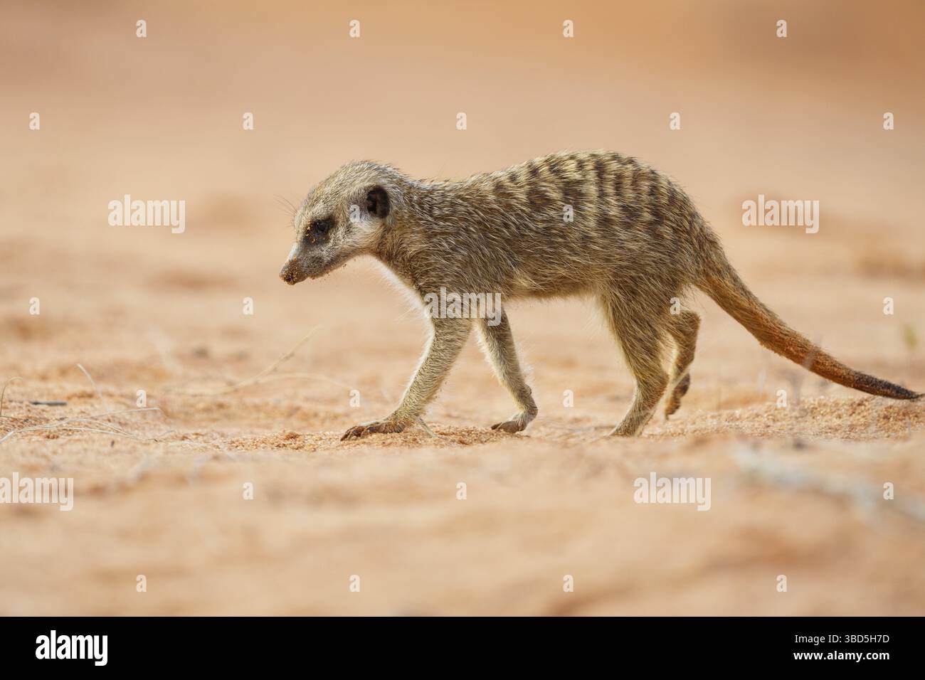 Meerkat (Suricata suricatta) giovane animale attraversa il suolo rosso mentre cerca insetti e animali da mangiare. Kalahari, Sudafrica Foto Stock