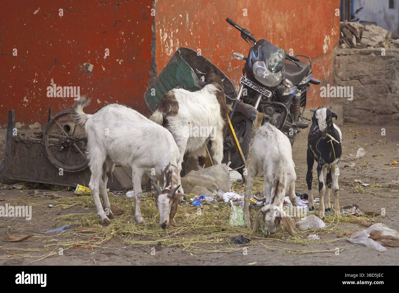 Capre che mangiano spazzatura per le strade di Udaipur, città dei laghi, Rajasthan, India Foto Stock