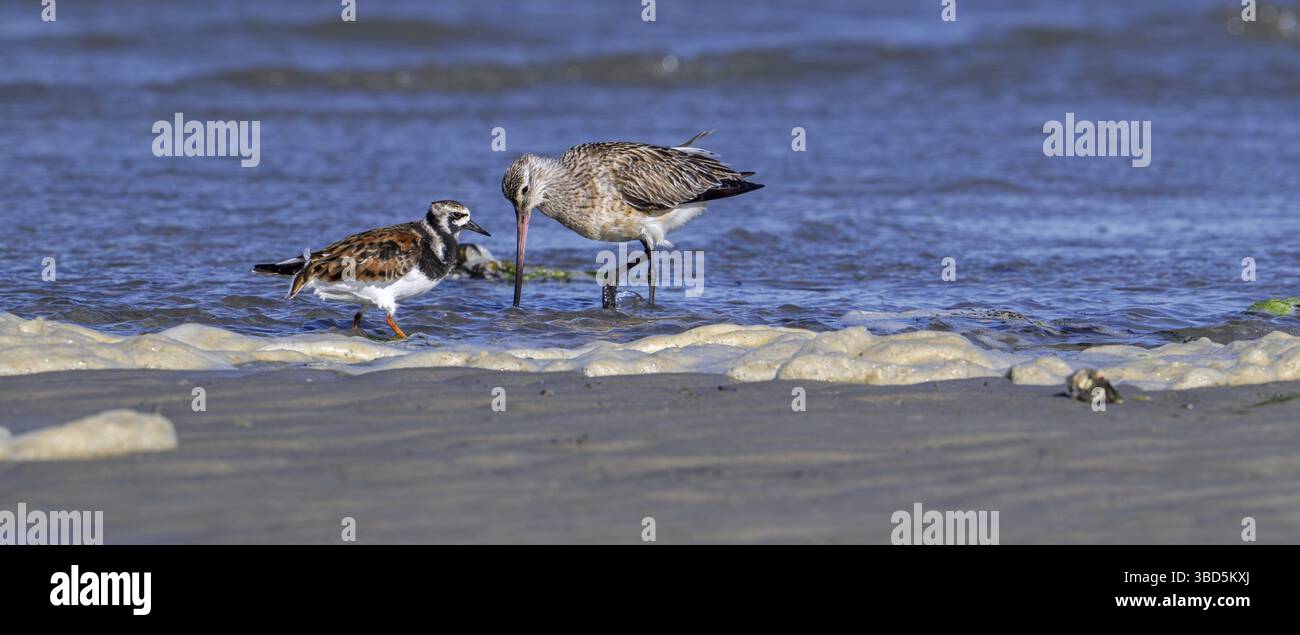 La dea dalla coda da bar (Limosa lapponica) e la pietra arrugginita (Arenaria interpreta) si nutrono in acque poco profonde sulla spiaggia lungo la costa del Mare del Nord in primavera Foto Stock