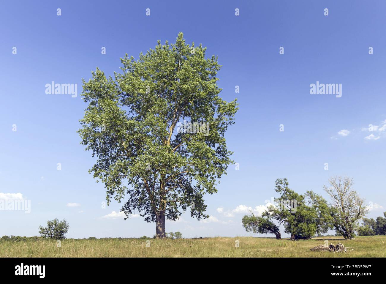 Pioppo nero (Populus nigra) tree in estate, specie di pioppi neri americani nativi di pioppo per l'Europa, a sud-ovest e in Asia centrale e Africa nord-occidentale Foto Stock