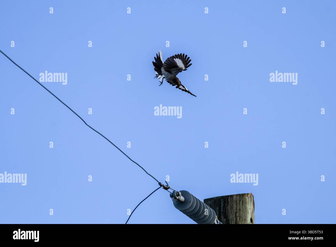 Fotografia di un mockingbird del nord in volo, che sta per atterrare su un palo elettrico Foto Stock