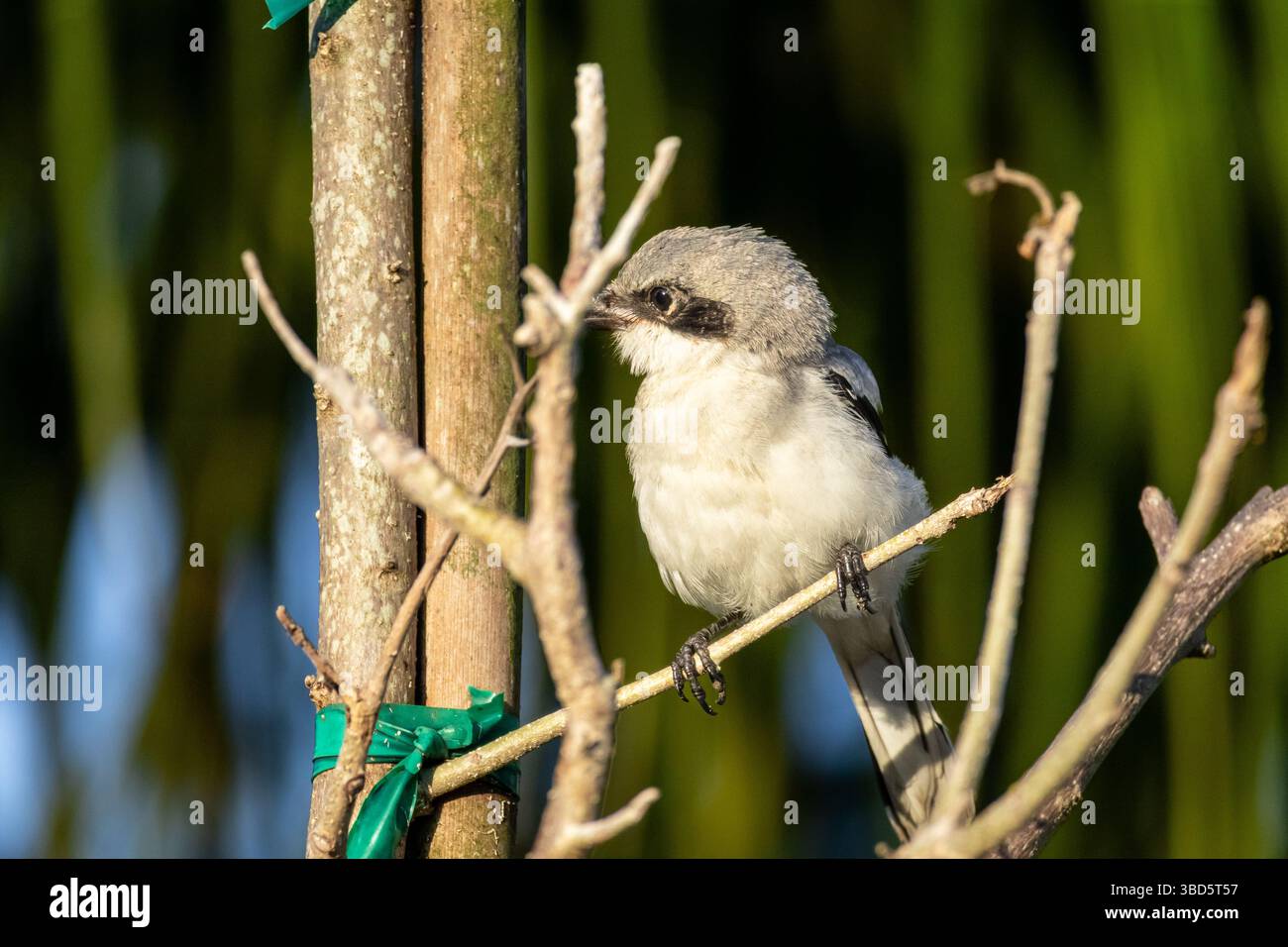 Una bella testa di loggerhead shrike che aspetta la preda Foto Stock