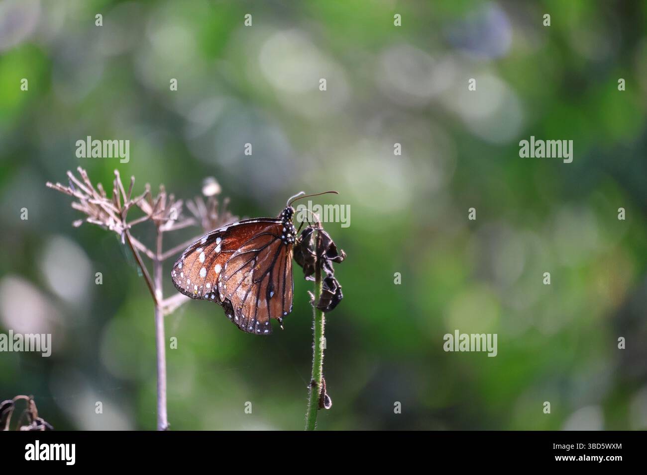 Primo piano di una farfalla regina della Florida in piedi su uno stelo. Questa fotografia presenta un effetto bokeh. Foto Stock