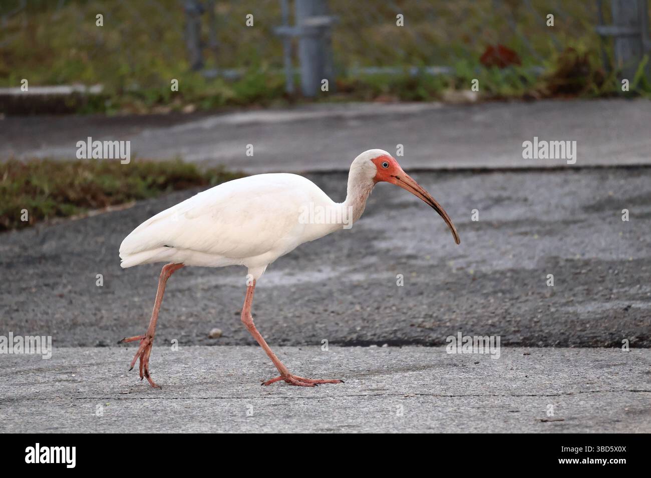 Un ibis americano bianco che attraversa una strada in cerca di cibo Foto Stock