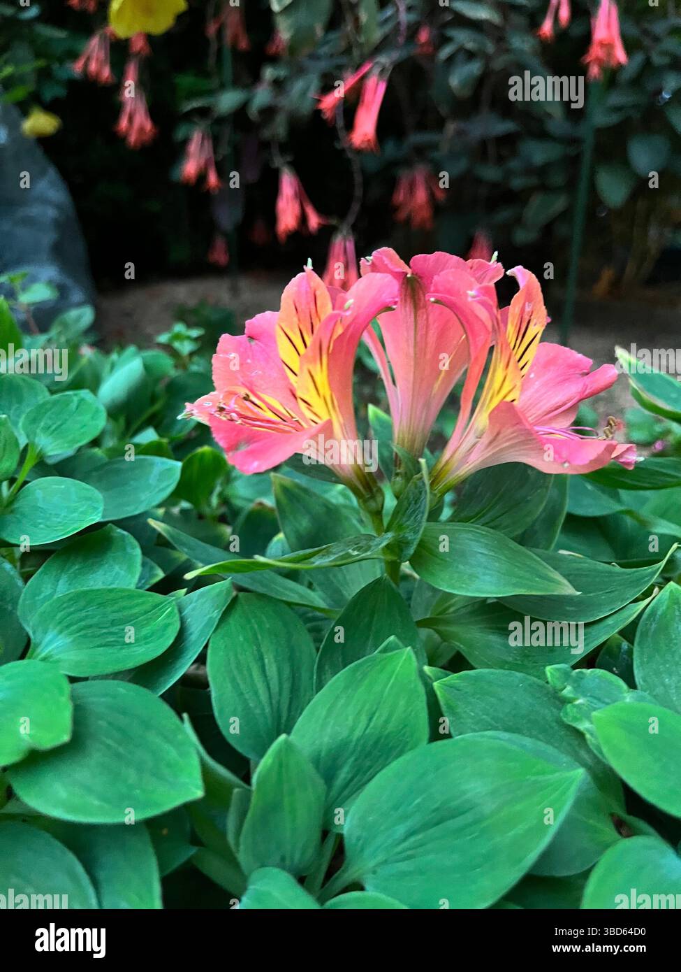 Fiori ai giardini sulla baia - Immagine stock catturata con smartphone