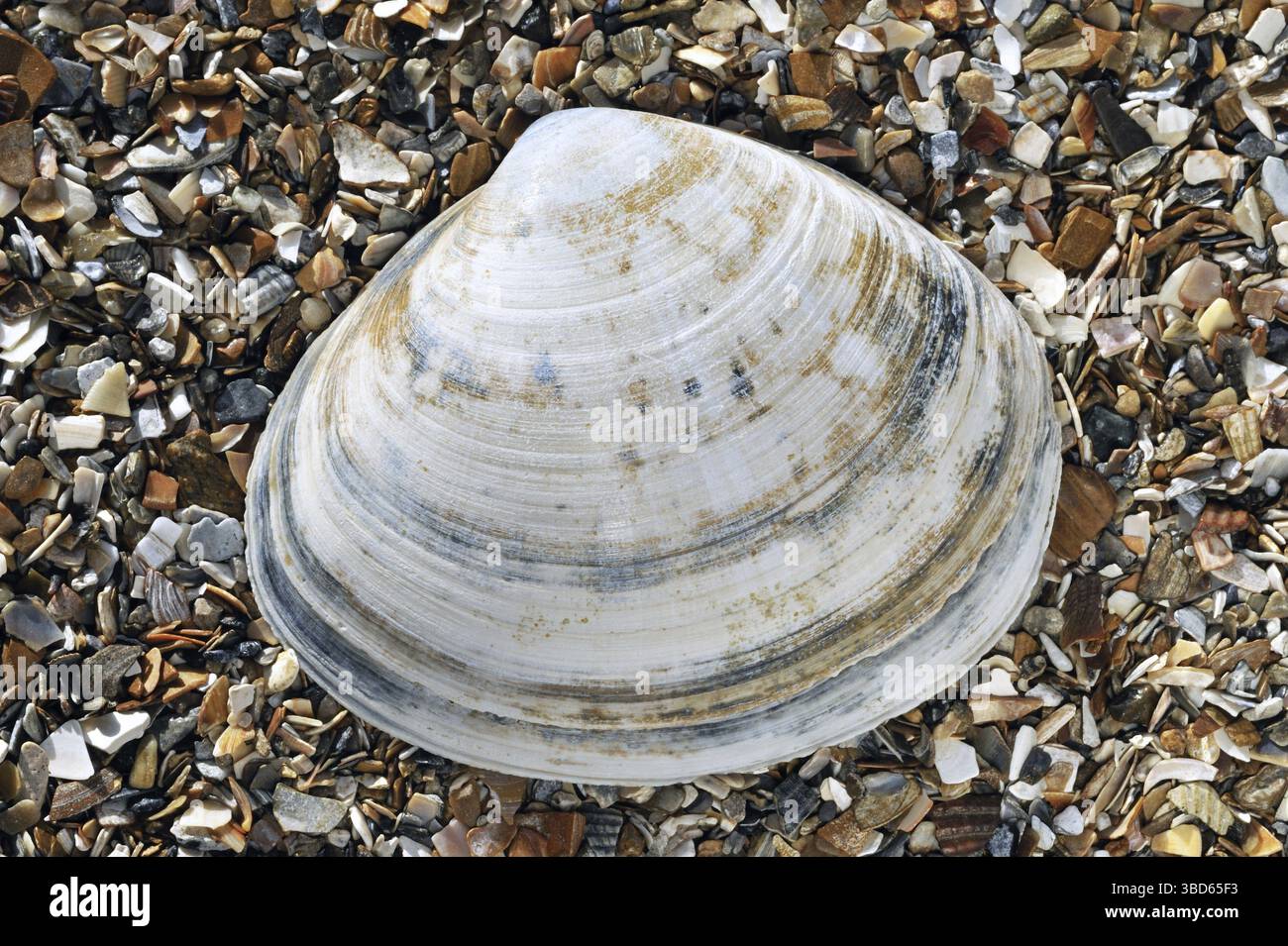 Conchiglia a conchiglia rasata (Mactra stultorum cinerea) (Mactra corallina cinerea) sulla spiaggia Foto Stock