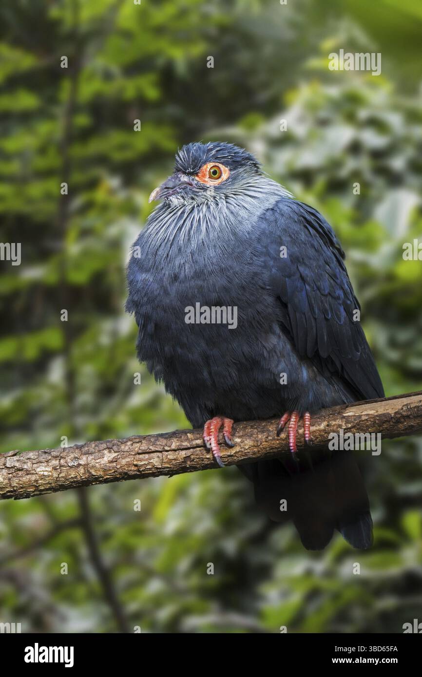Piccione azzurro del Madagascar (Alectroenas madagascariensis) (Columba madagascariensis) endemico del Madagascar Foto Stock