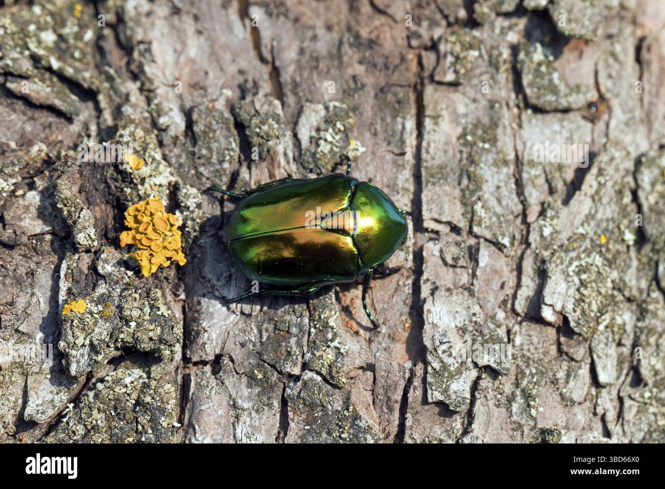 Fettuccia di fiori, rosa verde (Protaetia speciosissima, Scarabaeus speciosissimus), scarabeo originario dell'Europa meridionale e dell'Asia Foto Stock