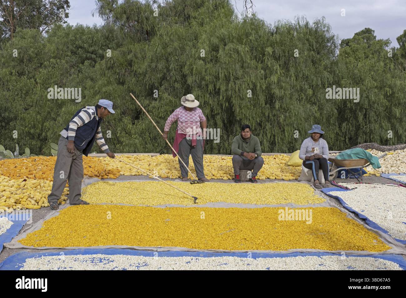 Agricoltori che spandono mais raccolto, mais sul terreno per l'essiccazione nel villaggio di Tocloca vicino a Tupiza, provincia di Sud Chichas, dipartimento di Potosi, Bolivia Foto Stock