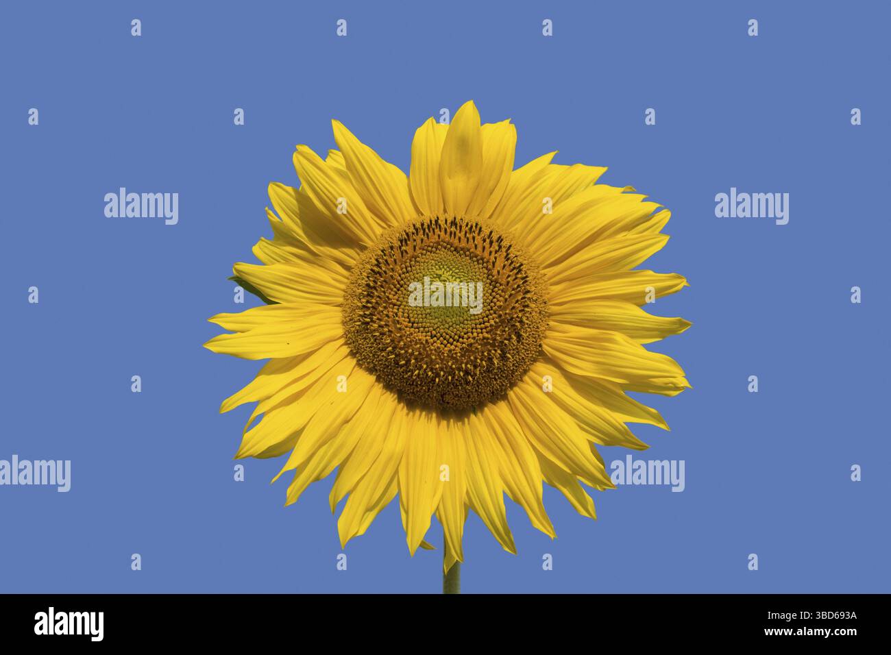 Testa di fiore, infiorescenza del girasole comune (Helianthus annuus) coltivato come coltura per il suo olio commestibile e frutti commestibili contro il cielo blu Foto Stock