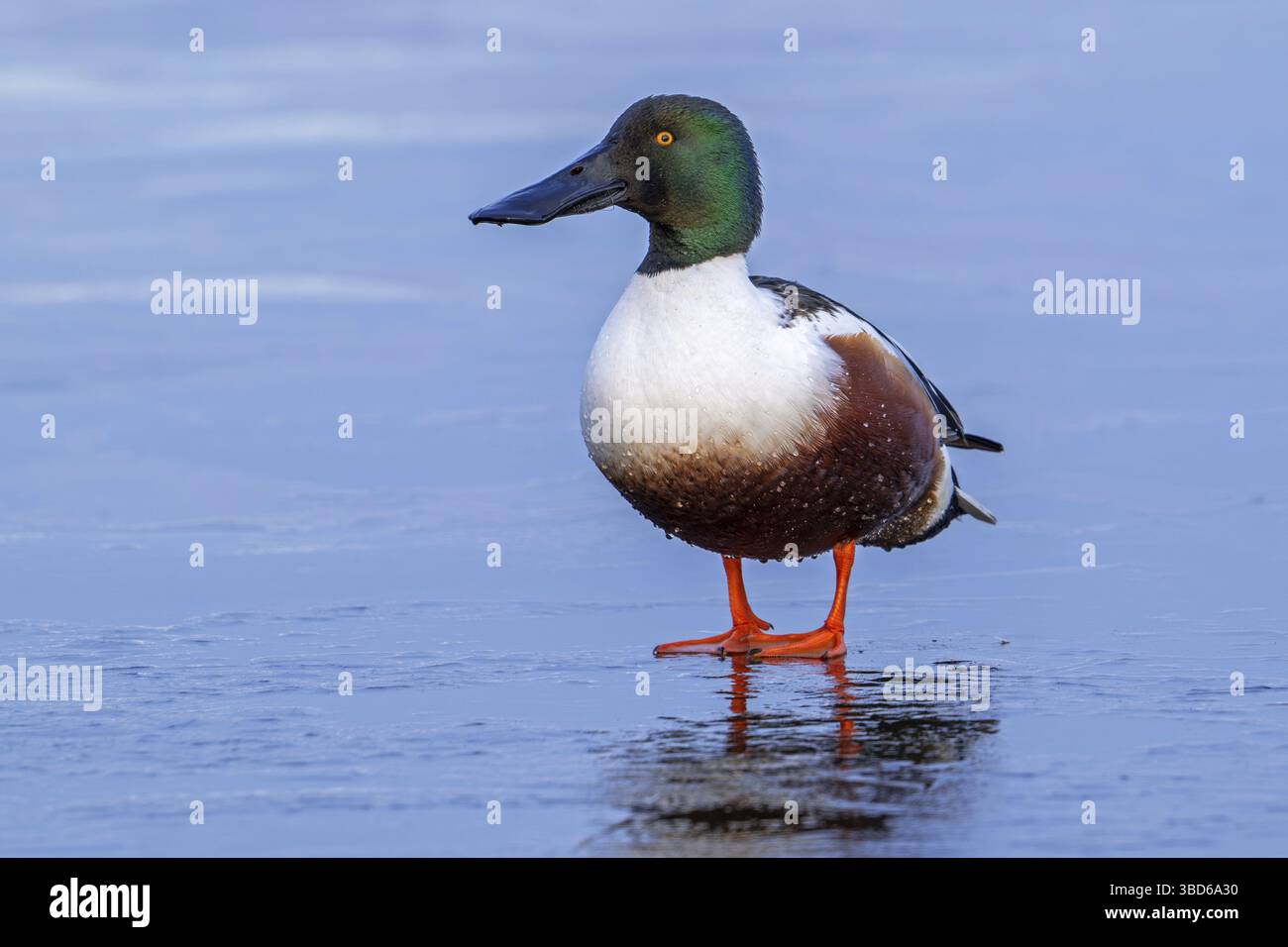 Spatola settentrionale (Spatula clypeata, Anas clypeata) maschio adulto, drake che riposa sul ghiaccio dello stagno ghiacciato in inverno Foto Stock