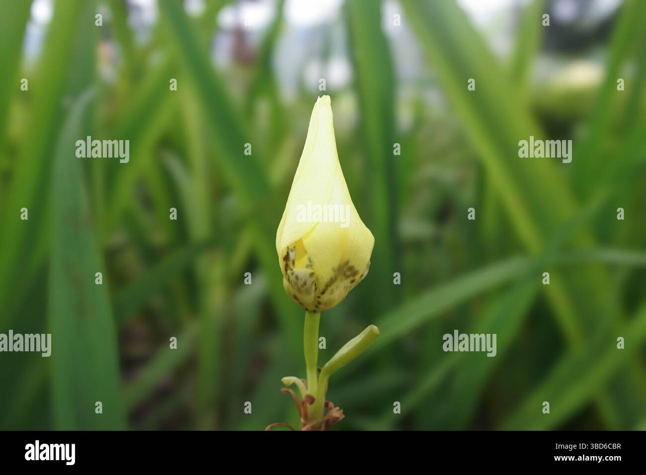 Trimezia o Iris giallo, una pianta di fiori gialli a tre petali che cresce bene in terreno umido. Foto Stock