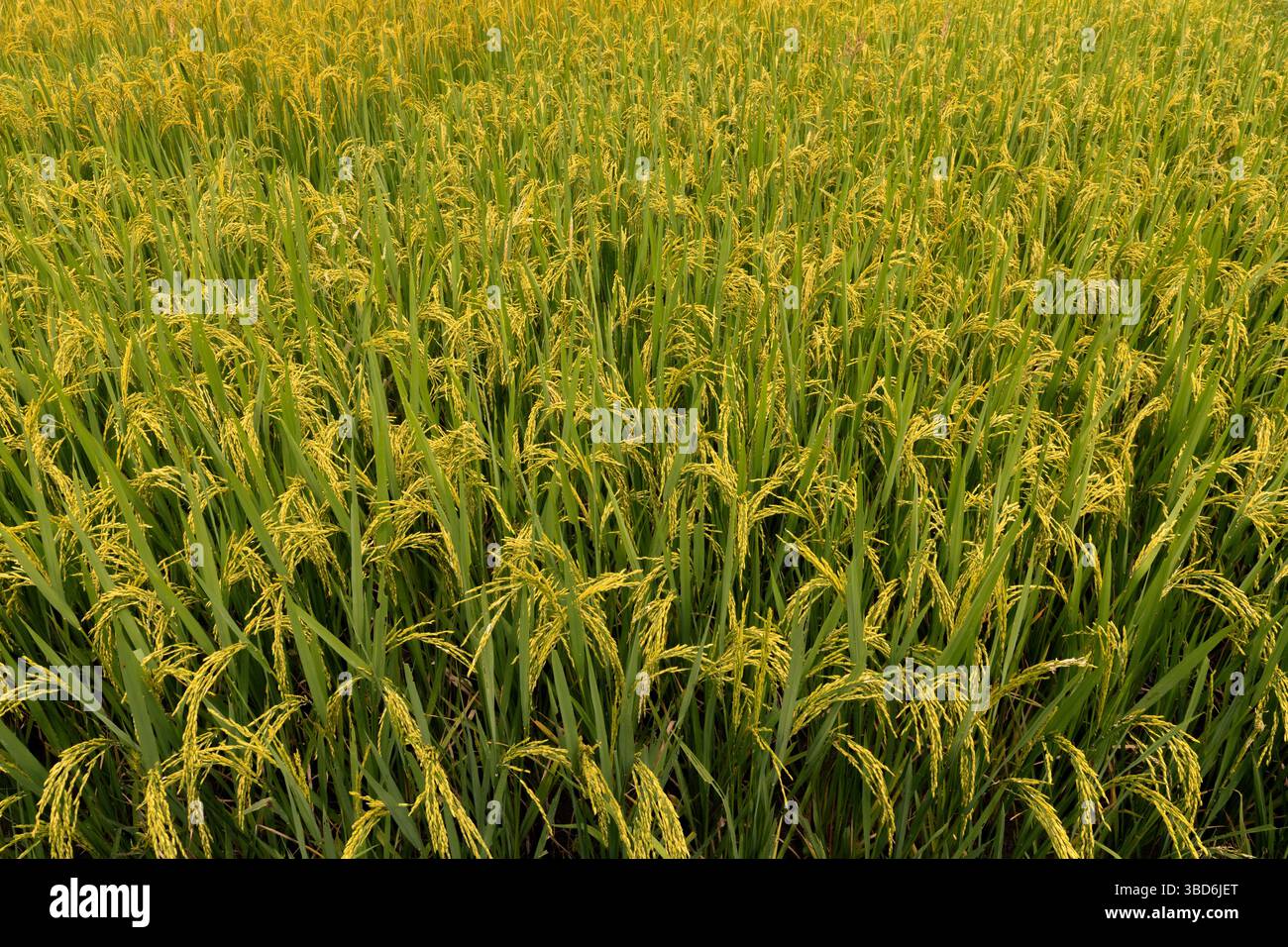 Sfondo riempito con un campo di piante di riso dorate Foto Stock