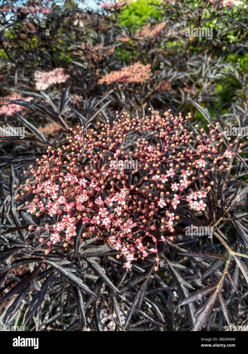 Sambuscus Nigra (pizzo nero) pianta in fiore Foto Stock