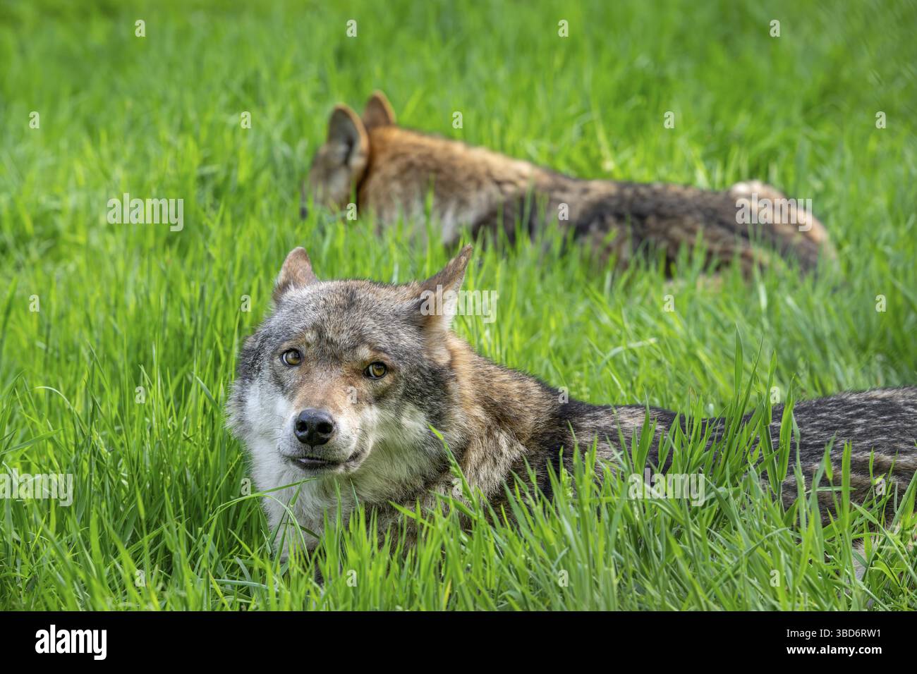 Due lupi eurasiatici, lupi grigi europei (Canis lupus lupus) che riposano in prato, prateria Foto Stock