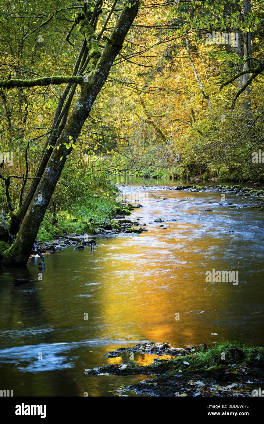 La riserva naturale di Eistobel, una gola del fiume Obere Argen, in autunno. Le foglie autunnali gialle si riflettono nel fiume. Il fiume è circondato da Foto Stock