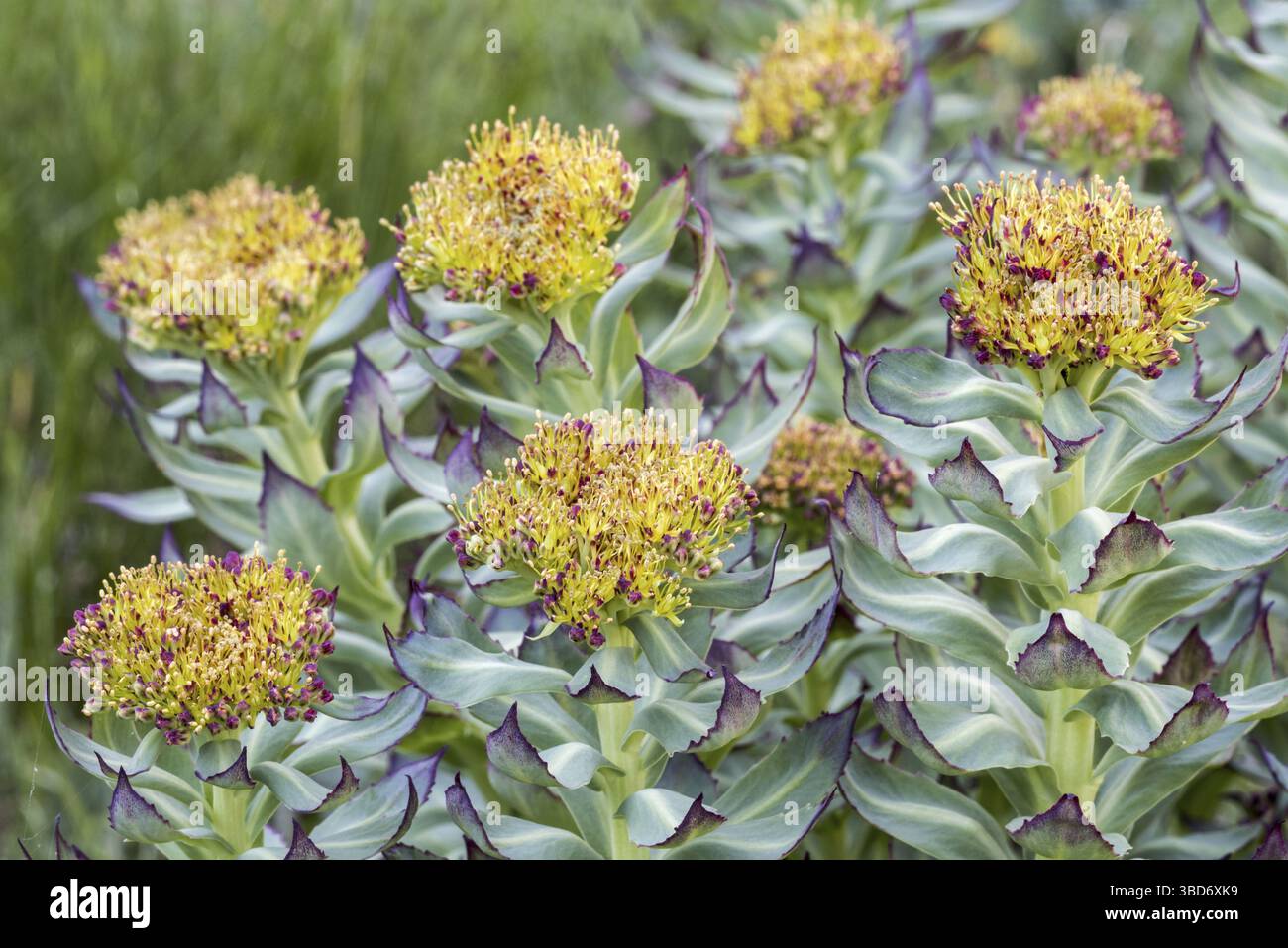 Radice dorata (Rhodiola rosea), radice di rosa, roseroot occidentale (Sedum rosea) (Sedum roseum) in fiore Foto Stock