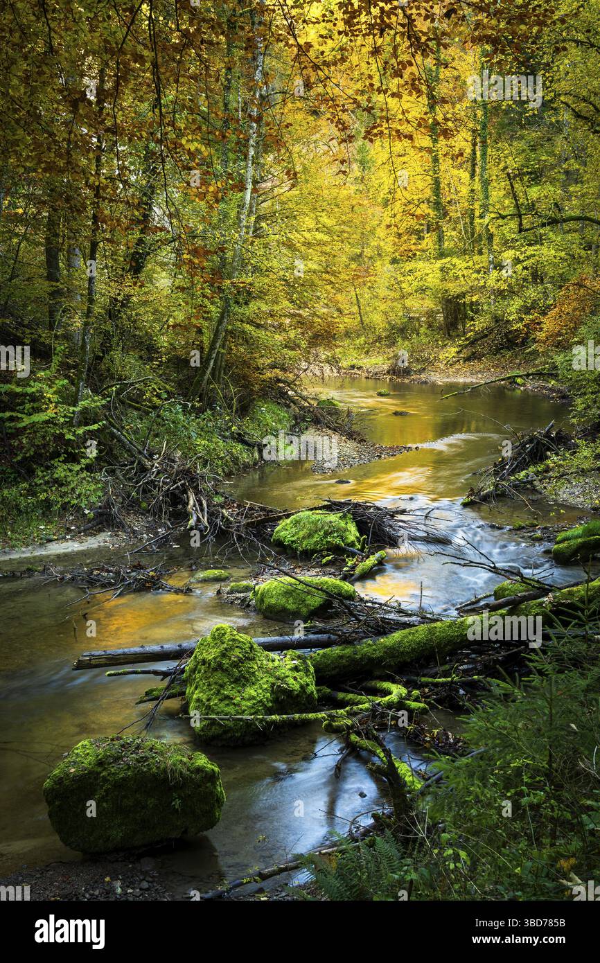 La riserva naturale di Eistobel, una gola del fiume Obere Argen, in autunno. Rocce con muschio in primo piano. Il fiume è circondato da una foresta. Ovest A. Foto Stock