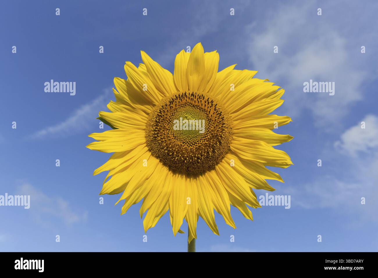 Testa di fiore, infiorescenza del girasole comune (Helianthus annuus) coltivato come coltura per il suo olio commestibile e frutti commestibili Foto Stock