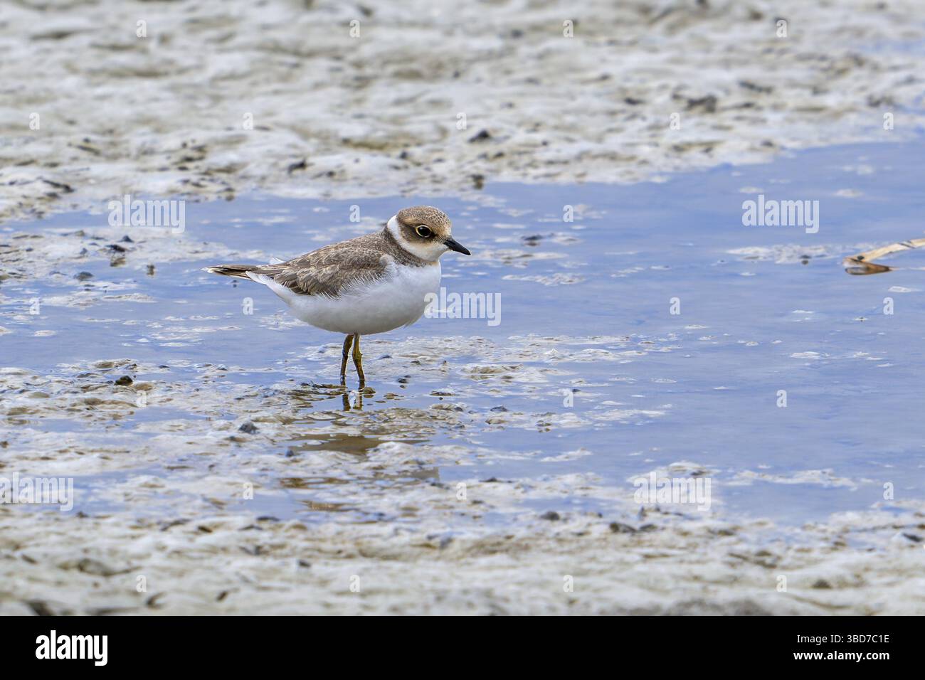 Piccolo plover ad anello (Charadrius dubius) giovanile che si forgia nel fango lungo la costa fangosa nella palude salmastra lungo la costa del Mare del Nord in estate Foto Stock