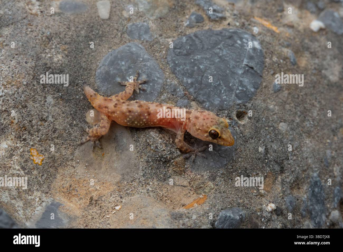 Piccola lucertola con una pelle rosa traslucida, un geco di casa mediterranea, che ha perso la coda, seduto su una roccia Foto Stock