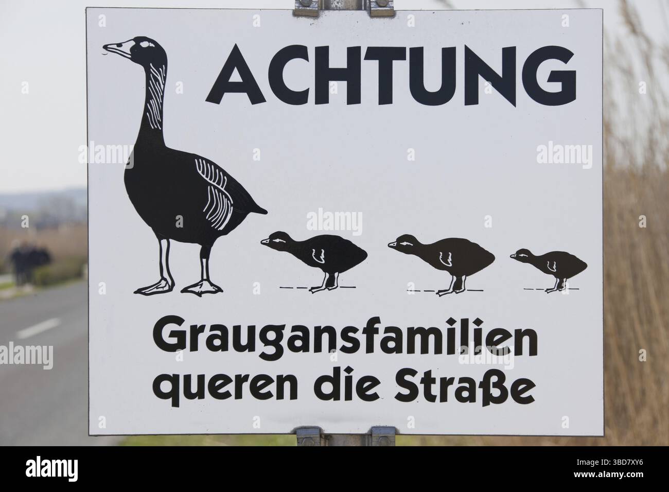 Oca Greylag (Anser anser), segnale di avvertimento dell'oca grigia per l'incrocio delle oche, Germania Foto Stock