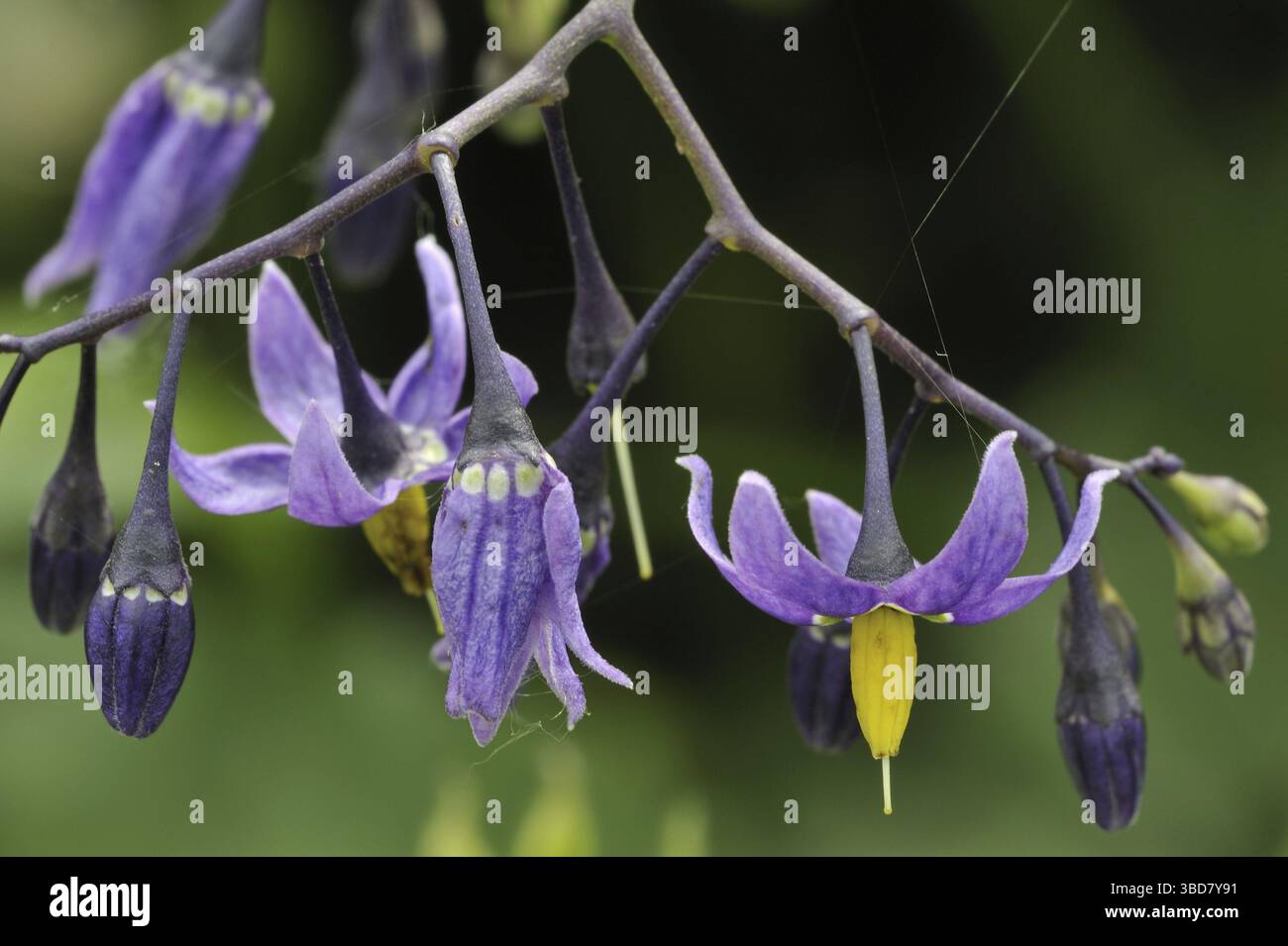 Bittersweet nightshade (Solanum dulcamara), Bitter nightshade, Blue bindweed, Violet Bloom, Woody nightshade in Flower, Belgio Foto Stock