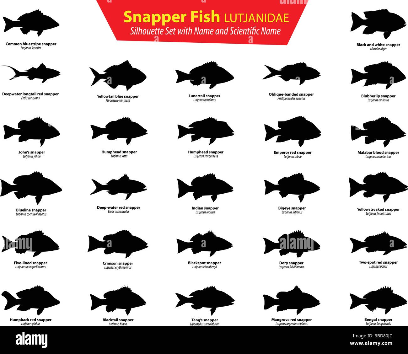 Set di sagome per pesci Snapper con nome e nome scientifico LUTJANIDAE pacchetto vettoriale per pesci d'acqua salata Illustrazione Vettoriale Set di sagome per pesci Snapper con nome e nome scientifico LUTJANIDAE pacchetto vettoriale per pesci d'acqua salata Illustrazione Vettoriale