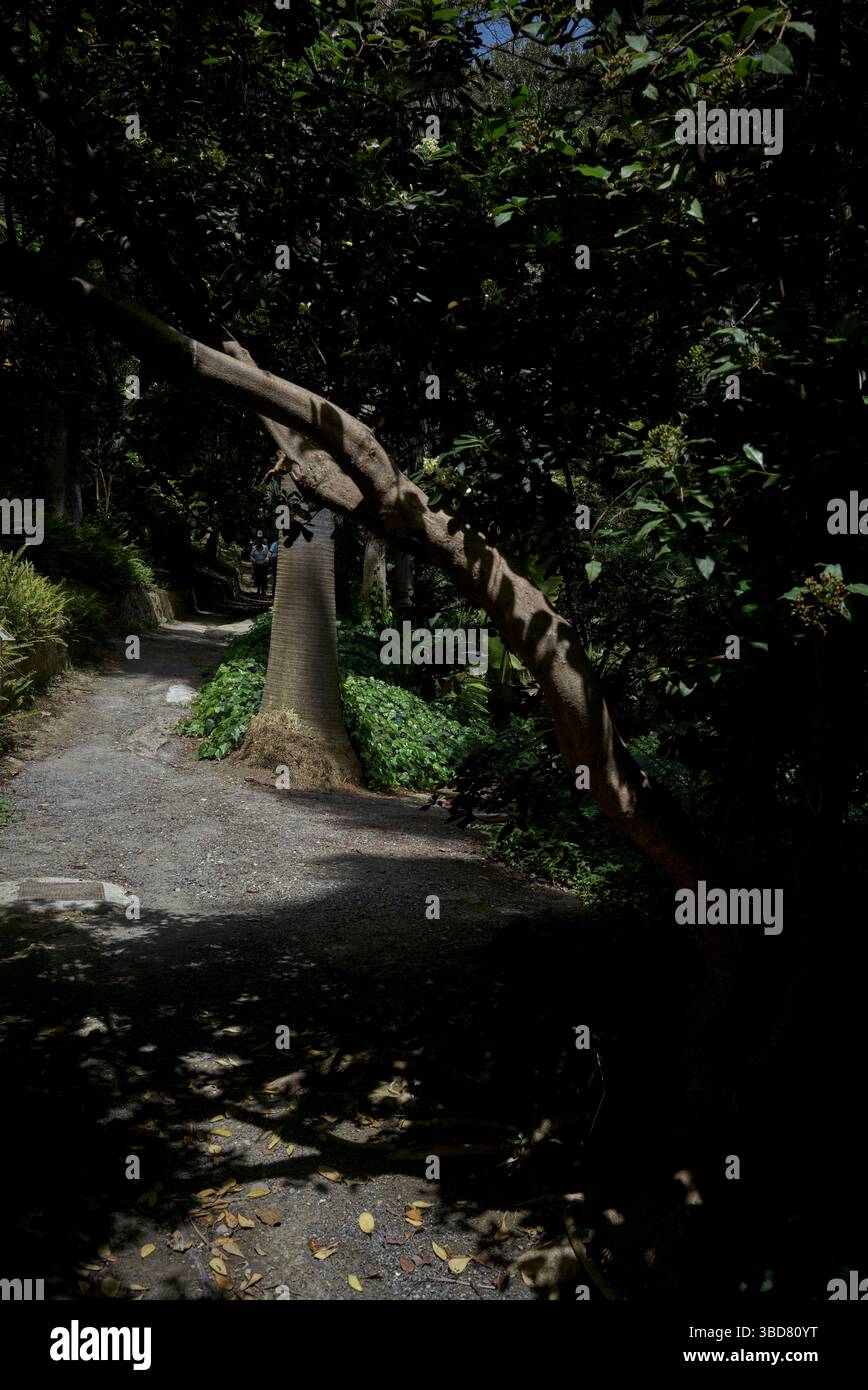 Copyright 2025 John Angerson Malaga, col del Sol - Spagna Jardín Botánico - Giardino Botanico Histórico la Concepción in Spagna Foto Stock