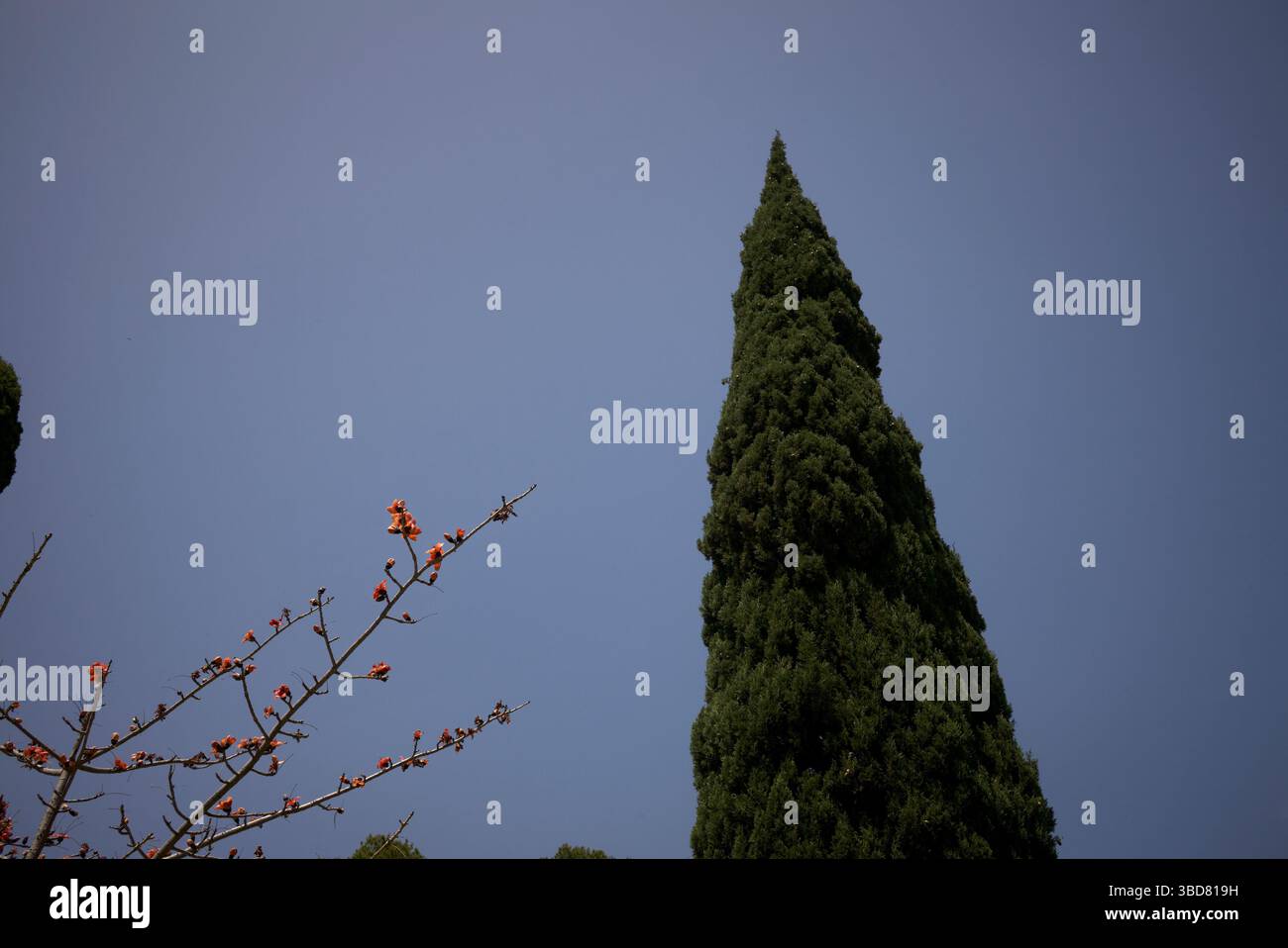 Copyright 2025 John Angerson Malaga, col del Sol - Spagna Jardín Botánico - Giardino Botanico Histórico la Concepción in Spagna Foto Stock