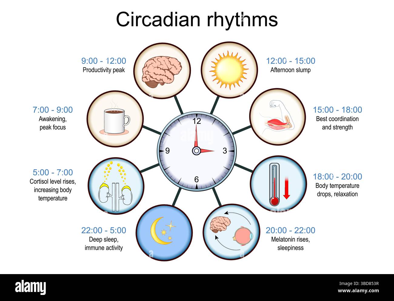 Ritmo circadiano. Orologio biologico. Ciclo di sospensione/riattivazione. Jet lag. Illustrazione vettoriale. Poster medico. Diagramma schematico Illustrazione Vettoriale