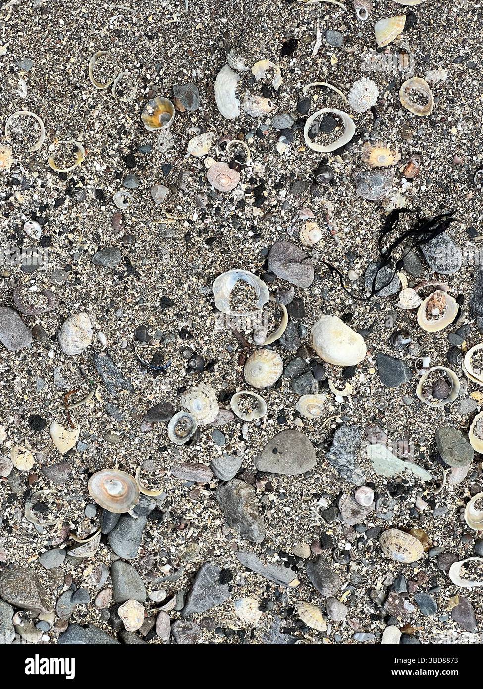 Primo piano di una collezione di conchiglie, pietre e ciottoli sulla spiaggia. Una composizione naturale di colori marini, texture e forme organiche: Perfec Foto Stock