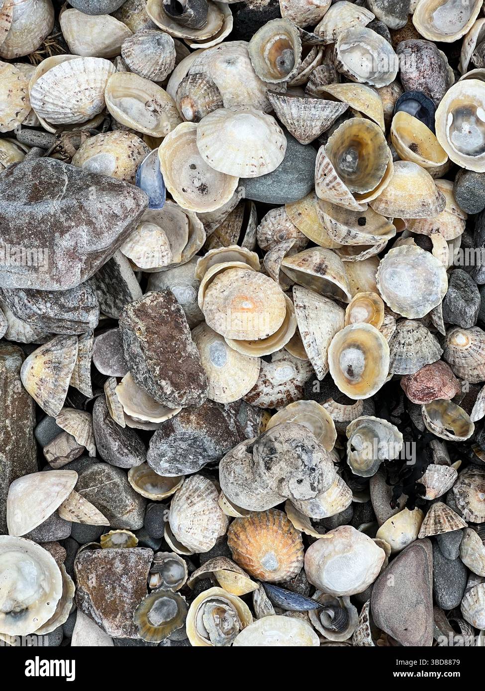 Primo piano di una collezione di conchiglie, pietre e ciottoli sulla spiaggia. Una composizione naturale di colori marini, texture e forme organiche: Perfec Foto Stock