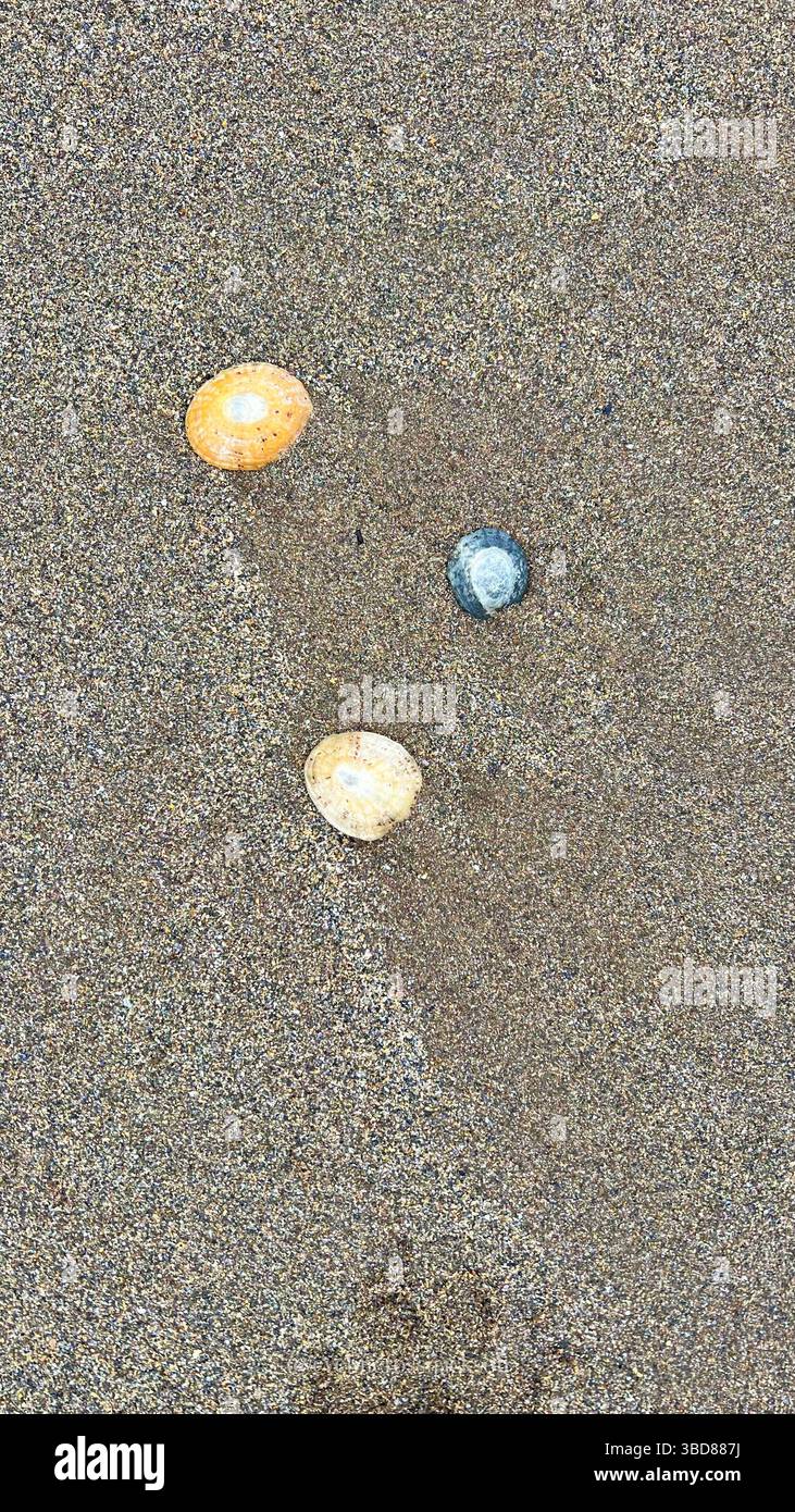 Primo piano di una collezione di conchiglie, pietre e ciottoli sulla spiaggia. Una composizione naturale di colori marini, texture e forme organiche: Perfec Foto Stock