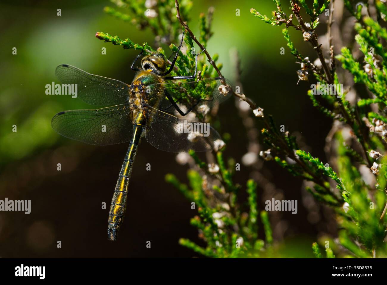 Dragonfly smeraldo (Cordulia aenea) Foto Stock