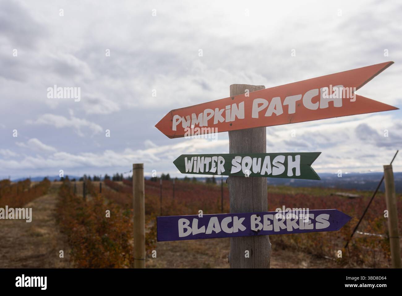 Colorato cartello della fattoria per toppa di zucca, zucca e more Foto Stock