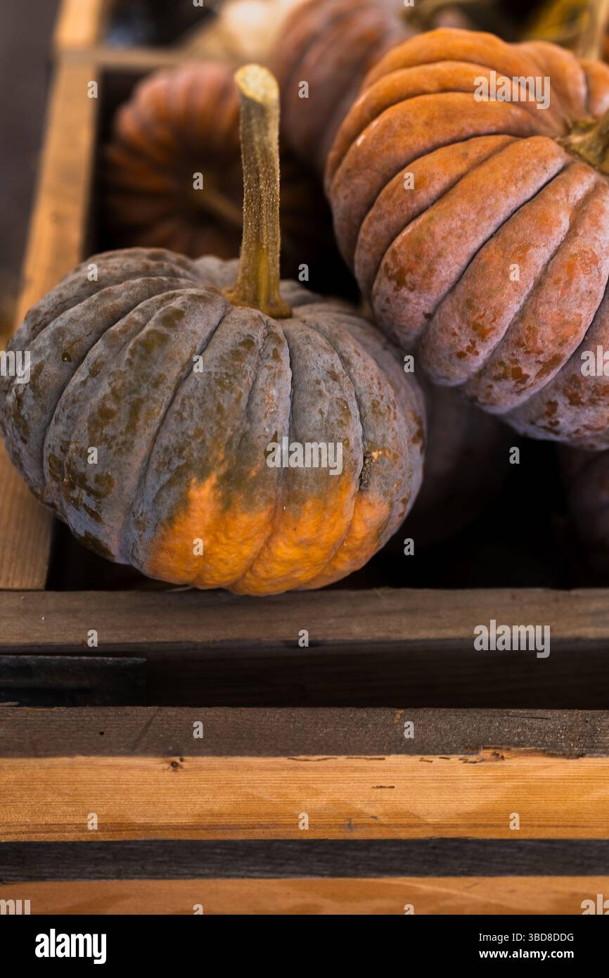 Polverosa zucca grigio-arancio che poggia su una cassa di legno alla luce del sole Foto Stock