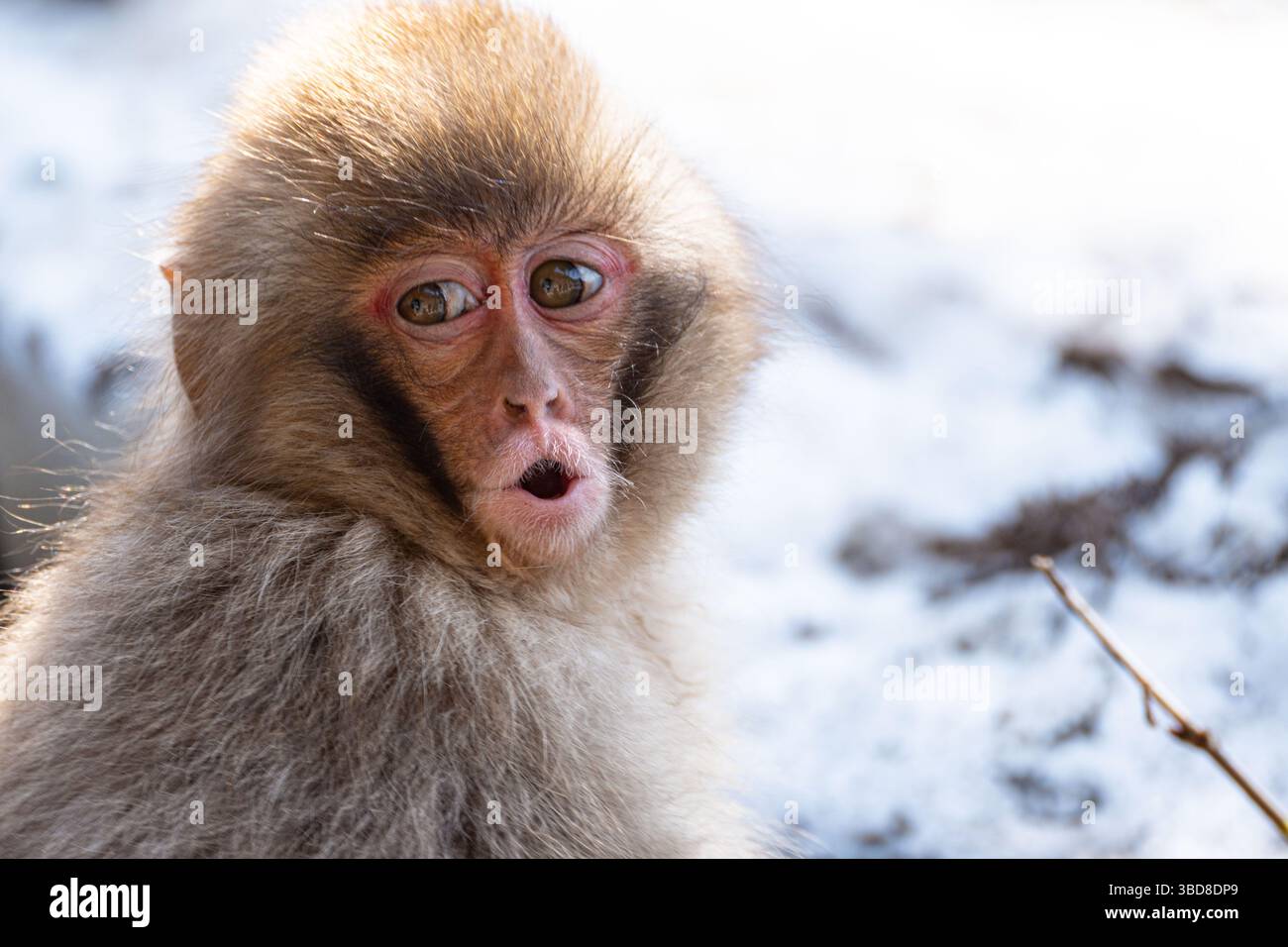 Baby scimmia neve all'aperto di giorno sulla neve Foto Stock