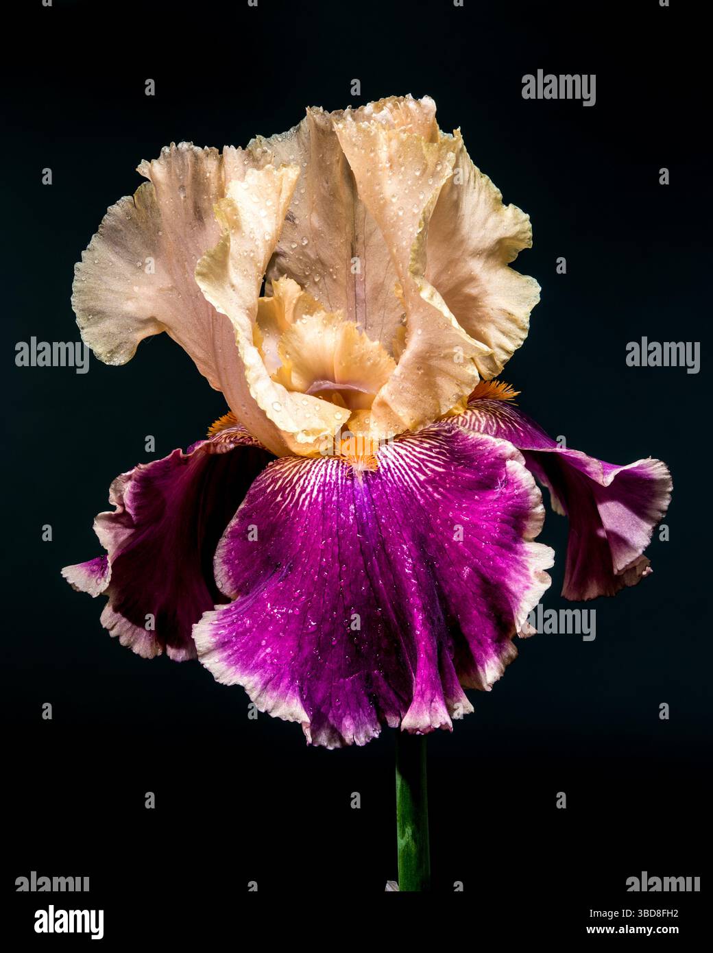 Elegante Iris Bicolor Bloom su sfondo nero intenso Foto Stock