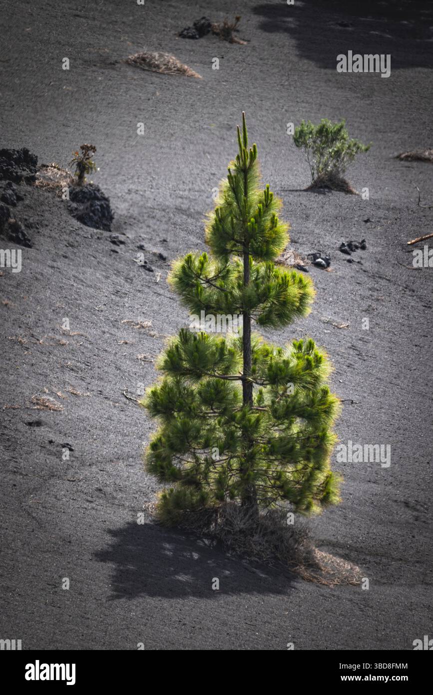 Vegetazione autoctona dell'isola di la Palma Foto Stock