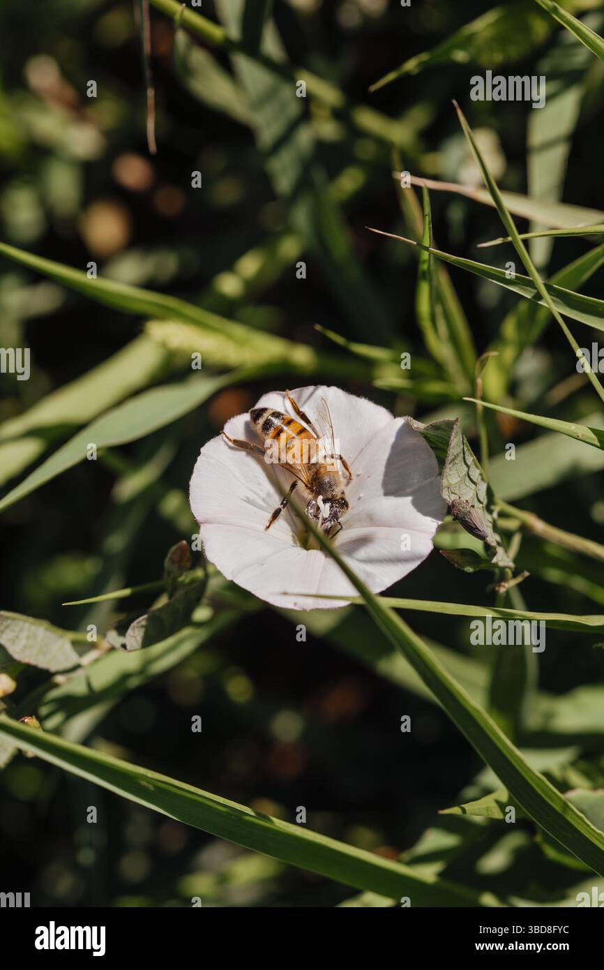 Api da miele e cicada con polline di fiori bianchi Foto Stock