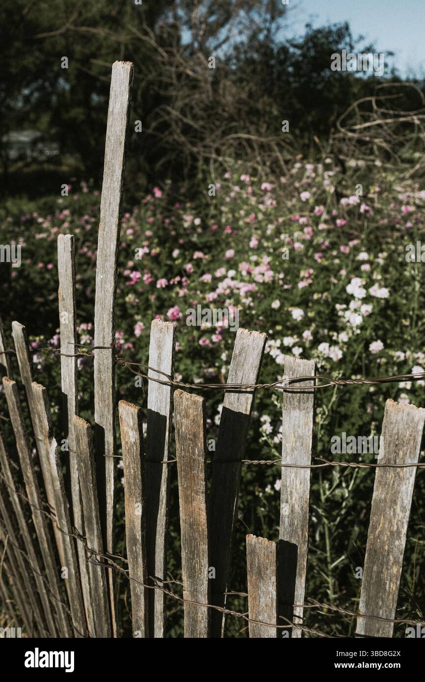 Recinzione in legno con campo di fiori selvatici Foto Stock
