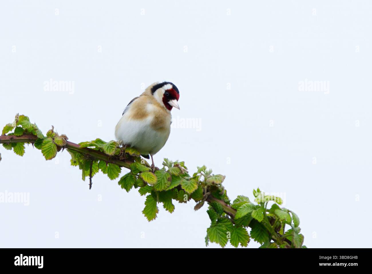 Goldfinch (Cardeulis carduelis) Foto Stock