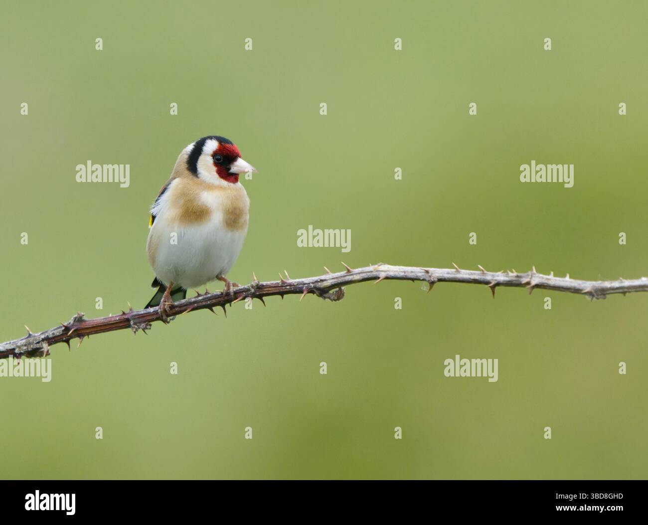 Goldfinch (Cardeulis carduelis) Foto Stock