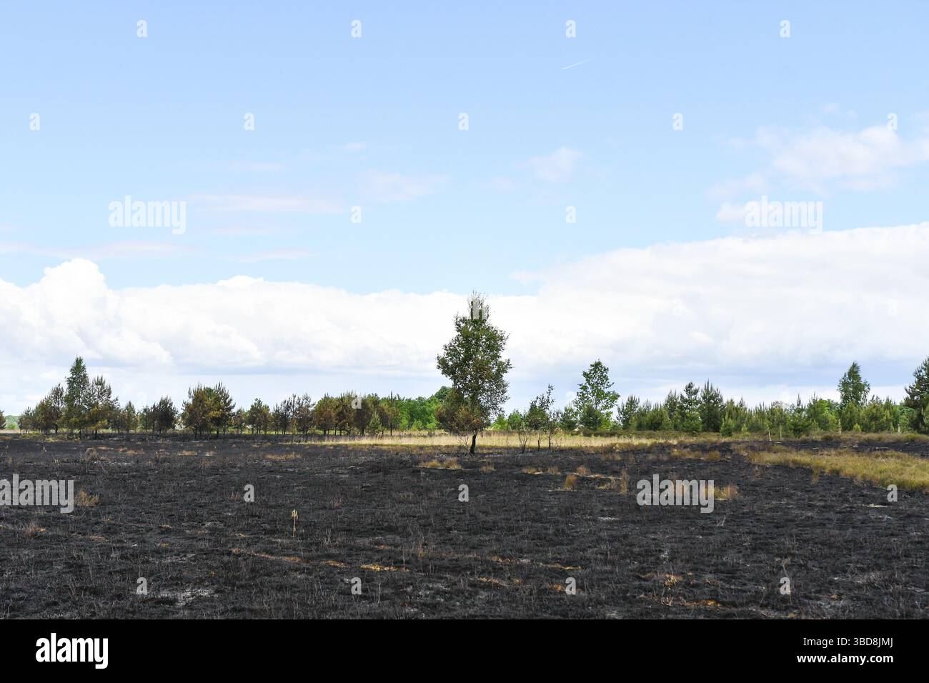 Maasmechelen, Belgio. 23 maggio 2025. Immagine delle conseguenze di un incendio boschivo nella Mechelse Heide, venerdì 23 maggio 2025. I vigili del fuoco provenienti dalla zona dei servizi di emergenza del Limburgo orientale sono stati chiamati in massa giovedì 22 maggio 2025 sera verso le 21 a un incendio boschivo nella Mechelse Heide nel territorio di Maasmechelen e AS. BELGA PHOTO PINO MISURACA credito: Belga News Agency/Alamy Live News Foto Stock
