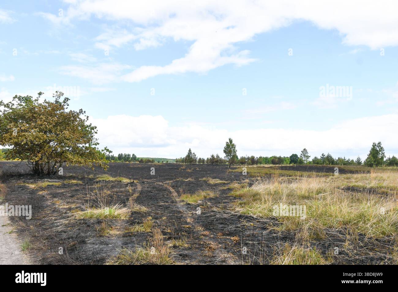 Maasmechelen, Belgio. 23 maggio 2025. Immagine delle conseguenze di un incendio boschivo nella Mechelse Heide, venerdì 23 maggio 2025. I vigili del fuoco provenienti dalla zona dei servizi di emergenza del Limburgo orientale sono stati chiamati in massa giovedì 22 maggio 2025 sera verso le 21 a un incendio boschivo nella Mechelse Heide nel territorio di Maasmechelen e AS. BELGA FOTO JILL DELSAUX credito: Belga News Agency/Alamy Live News Foto Stock