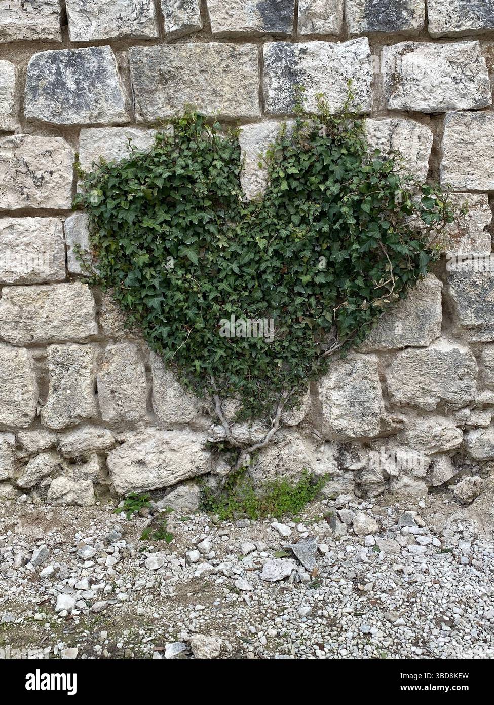 Pareti in pietra per arrampicate di edera verde a Civitella del Tronto, Abruzzo, che formano un naturale motivo a forma di cuore su strada storica Foto Stock