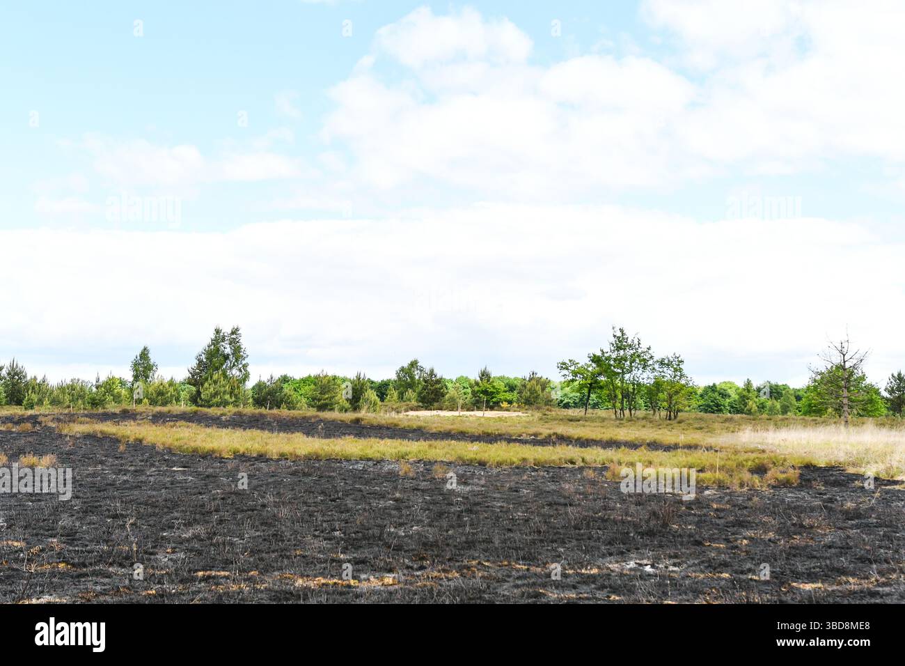 Maasmechelen, Belgio. 23 maggio 2025. Immagine delle conseguenze di un incendio boschivo nella Mechelse Heide, venerdì 23 maggio 2025. I vigili del fuoco provenienti dalla zona dei servizi di emergenza del Limburgo orientale sono stati chiamati in massa giovedì 22 maggio 2025 sera verso le 21 a un incendio boschivo nella Mechelse Heide nel territorio di Maasmechelen e AS. BELGA FOTO JILL DELSAUX credito: Belga News Agency/Alamy Live News Foto Stock
