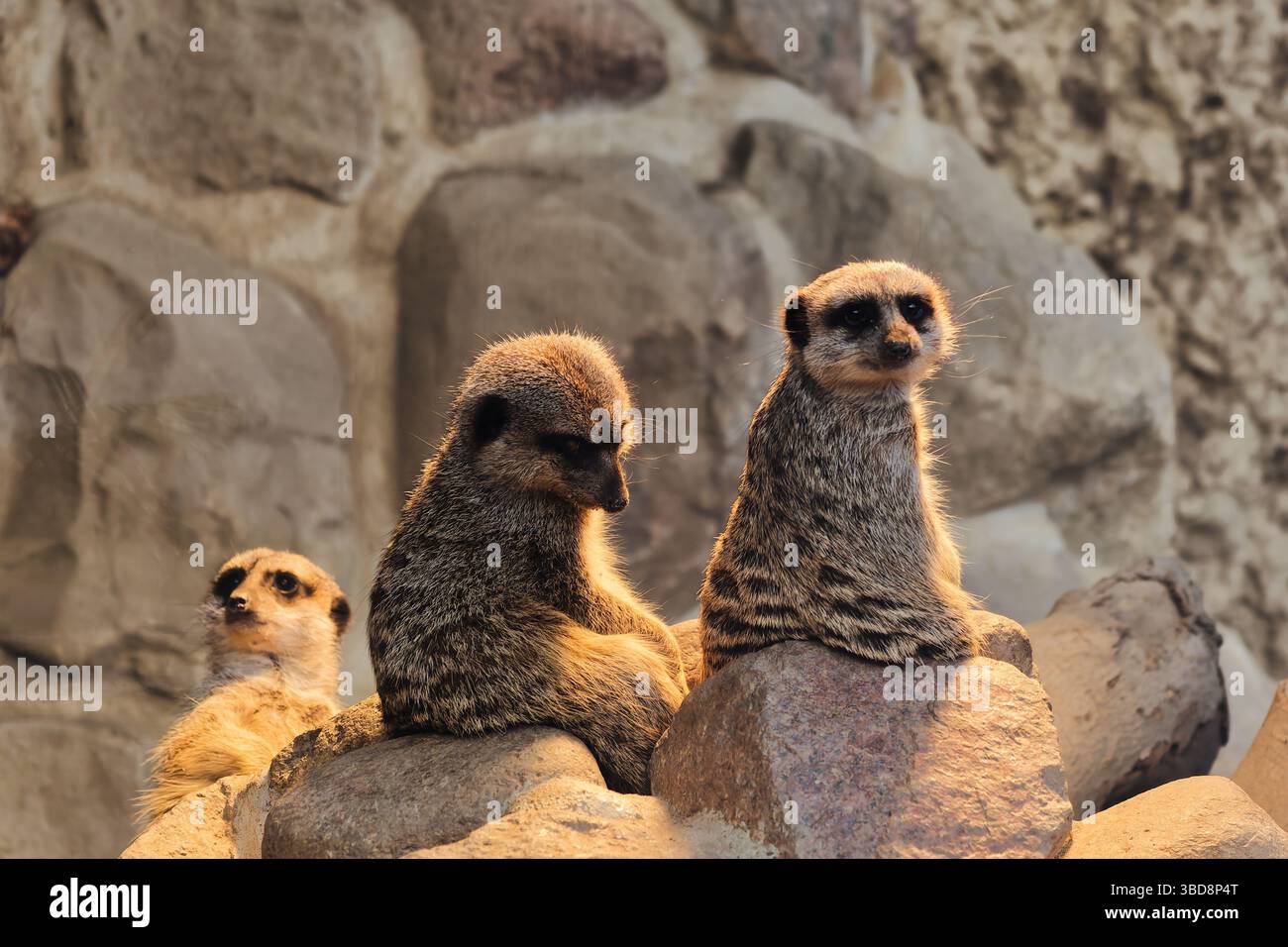 meerkat carino animale selvatico dolce natura Foto Stock