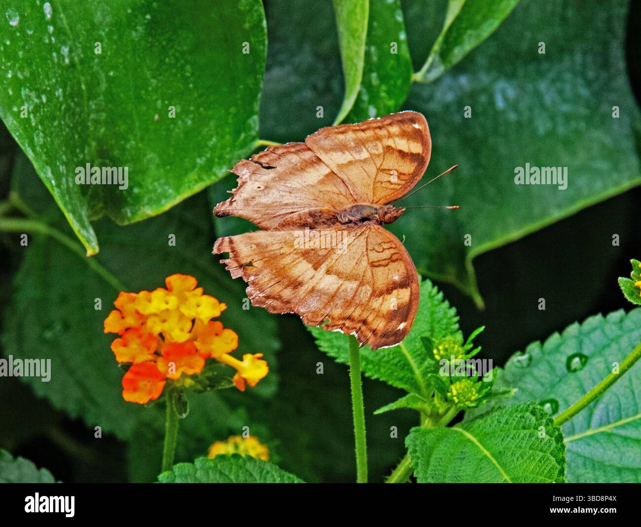 Farfalla Tithorea Harmonia (ala tigre) Foto Stock